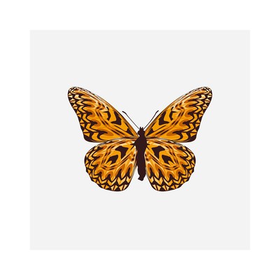 danaus plexippus cappuccinii   julien leonard dots art