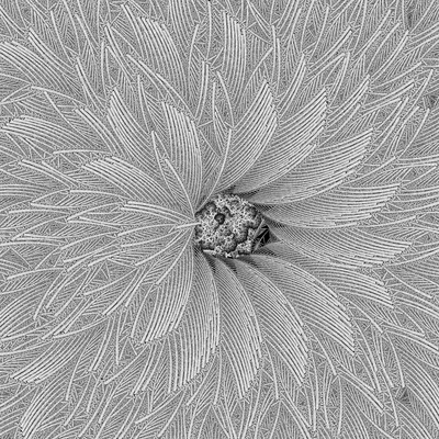 feather cotton   julien leonard dots art